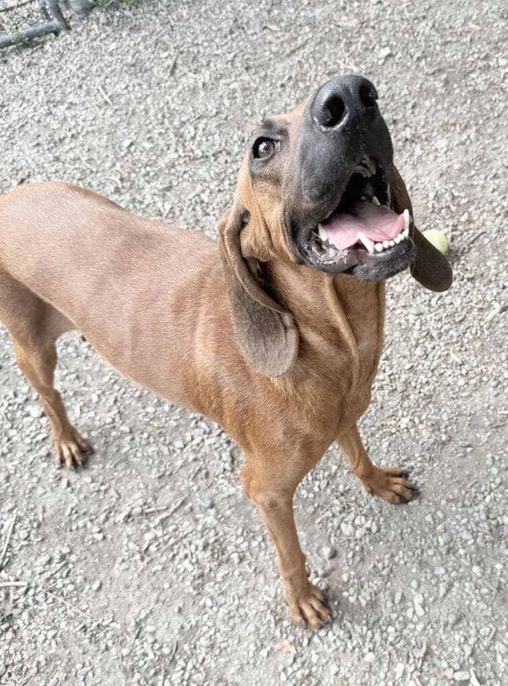 Ann Available - Hound