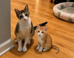 Calla Lyllie And Sunny Courtesy Post image 1