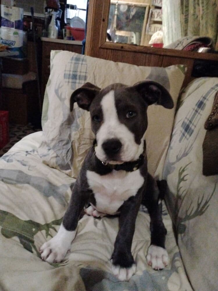 Diamond Available - Great Dane