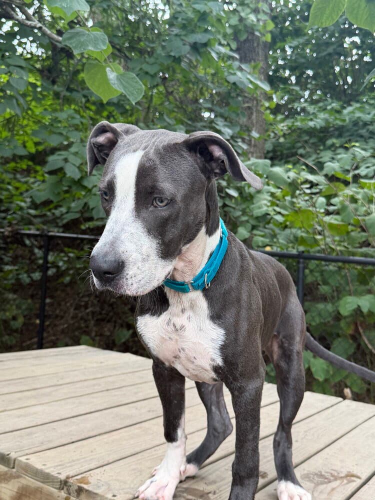 Diamond Available - Great Dane