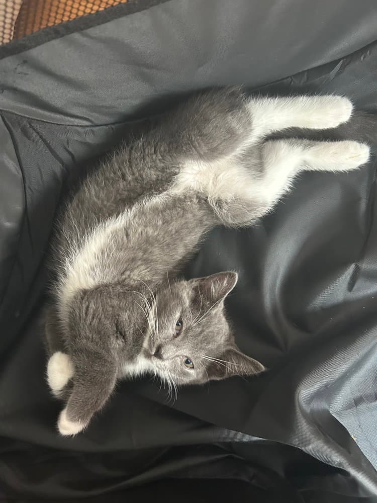 Confetti - Domestic Short Hair