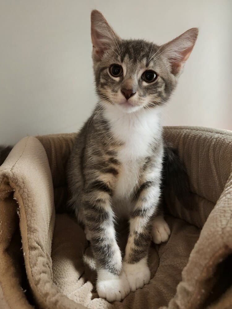 Streamers - Domestic Short Hair