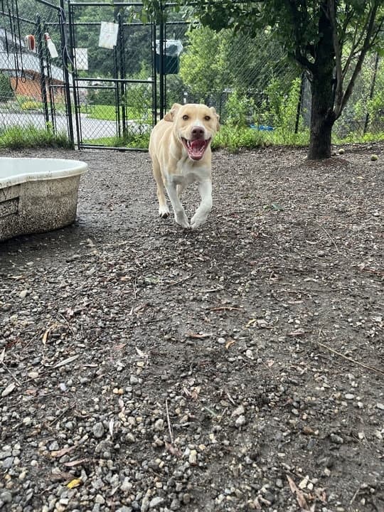 Kookaburra Available - Labrador Retriever