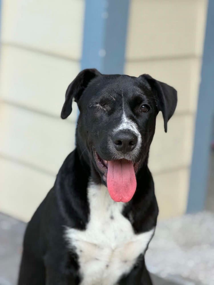 Kangaroo Available - Labrador Retriever