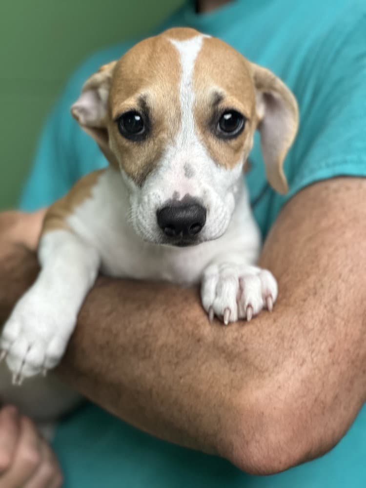 Virgo Available - Terrier