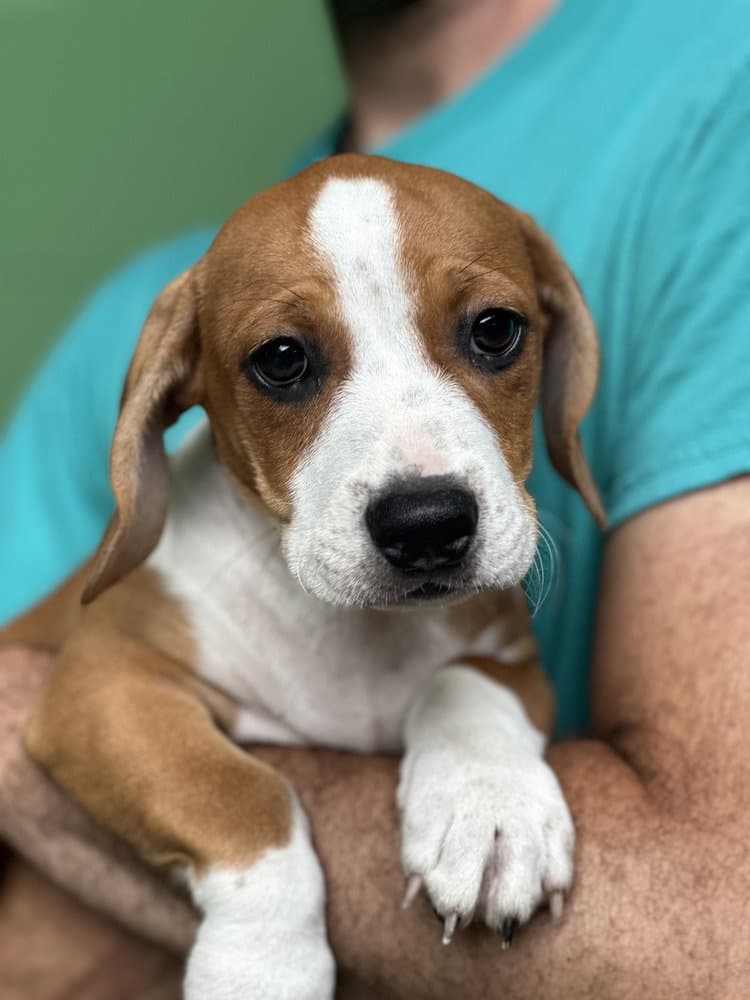 Sagittarius Available - Terrier