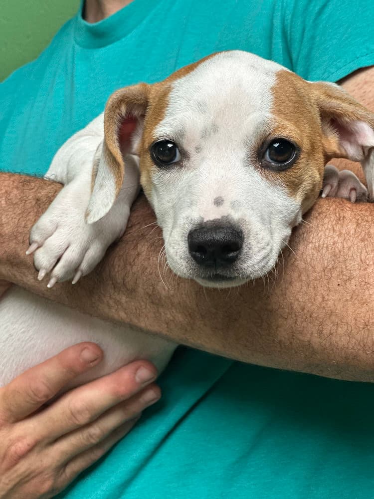 Aquarius Available - Terrier