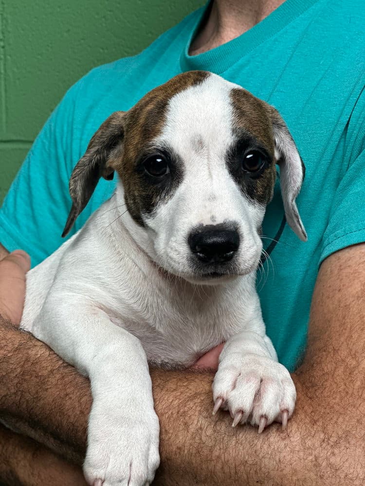 Gemini Available - Terrier