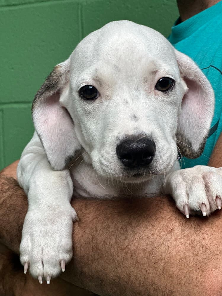 Taurus Available - Terrier