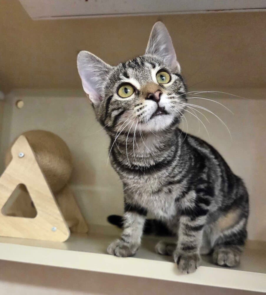 Poppy - Available - Domestic Short Hair