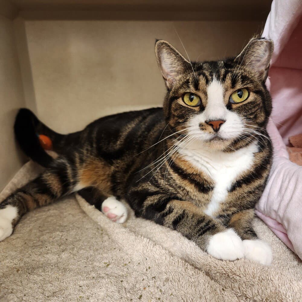 Zinnia - Domestic Short Hair
