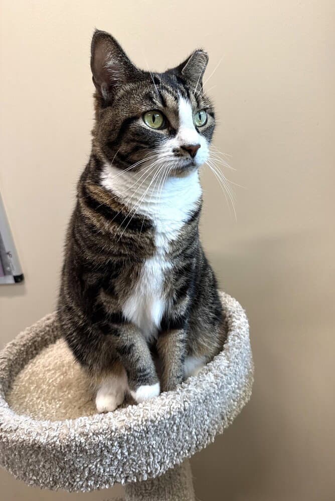 Zinnia - Domestic Short Hair