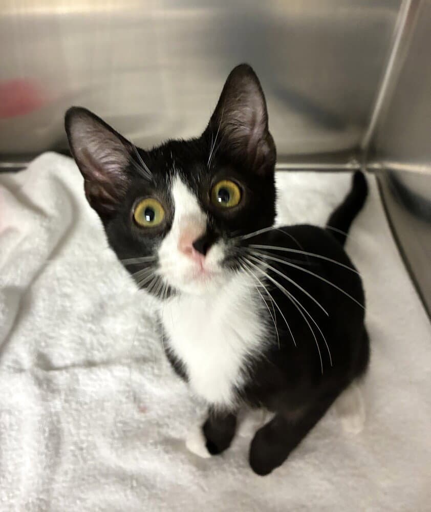 Murphy - Available - Domestic Short Hair