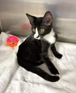 Murphy - Available image 2