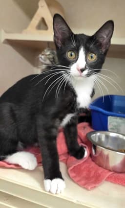 Murphy - Available image 4