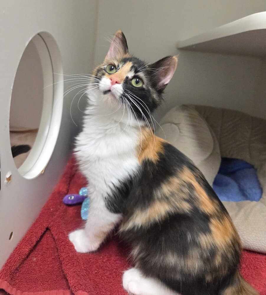 Paloma - Available - Domestic Short Hair