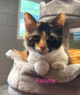 Paloma - Available image 2