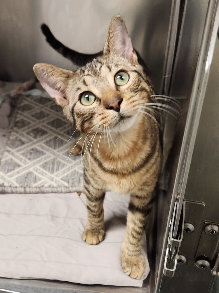 Atari - Domestic Short Hair