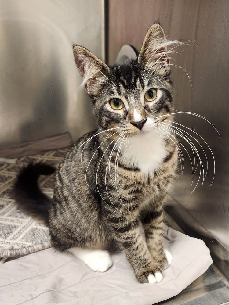Xbox - Domestic Short Hair