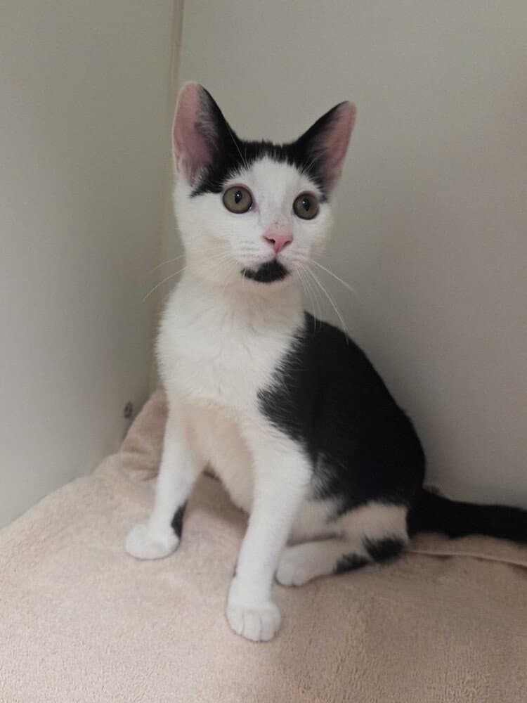 Jupiter - Domestic Short Hair