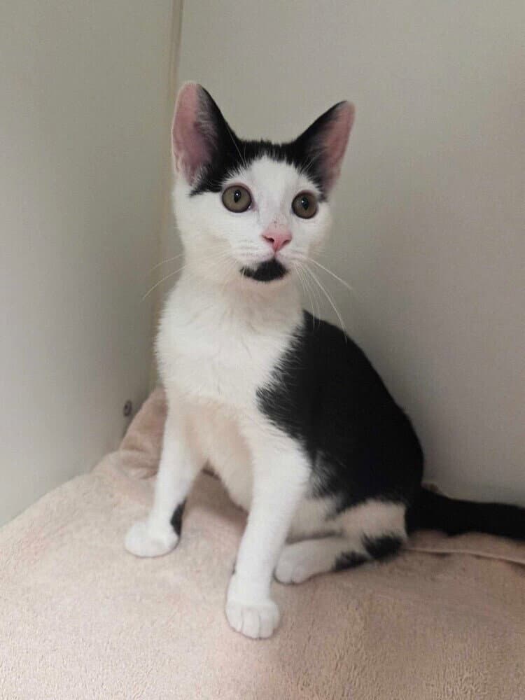 Jupiter - Domestic Short Hair