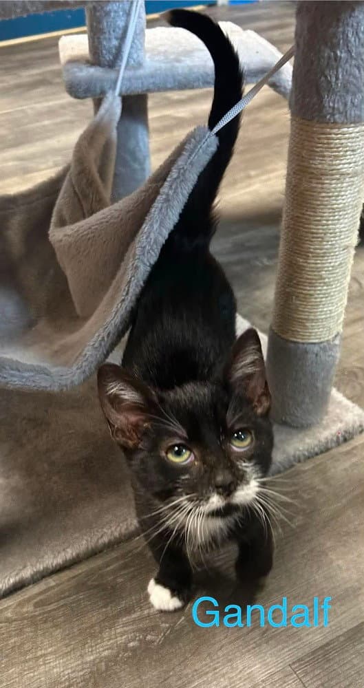 Gandalf - Domestic Short Hair