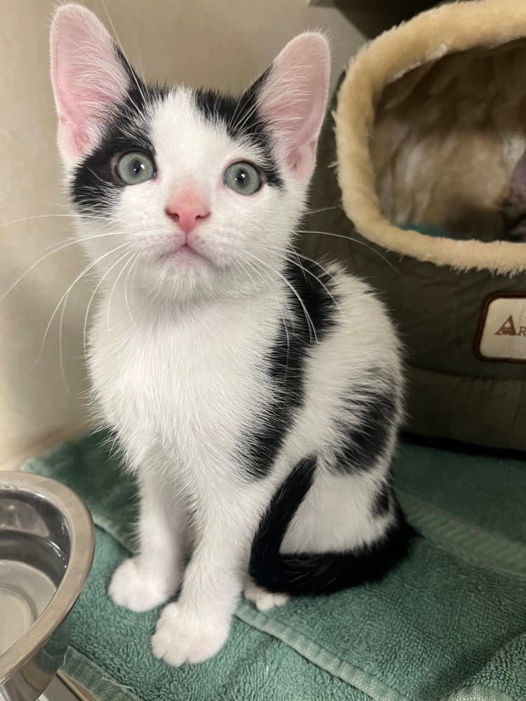 Willy Wonka - Domestic Short Hair