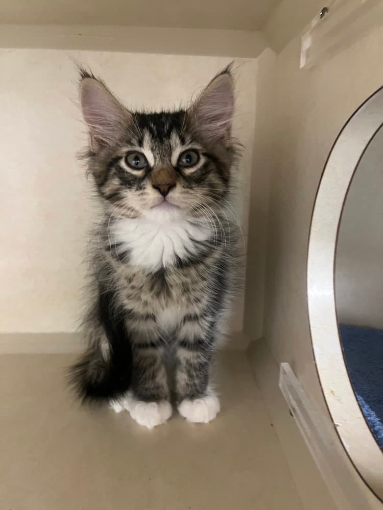 Grandpa Joe - Domestic Short Hair