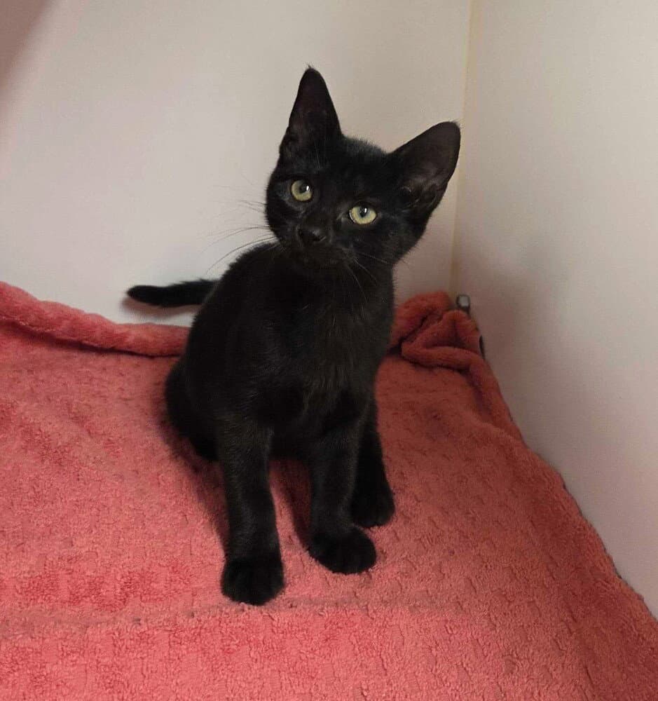 Donna Hayward - Domestic Short Hair