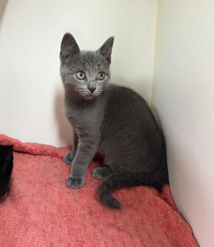 Dale Cooper - Domestic Short Hair