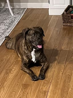 Auggie A Courtesy Post image 1