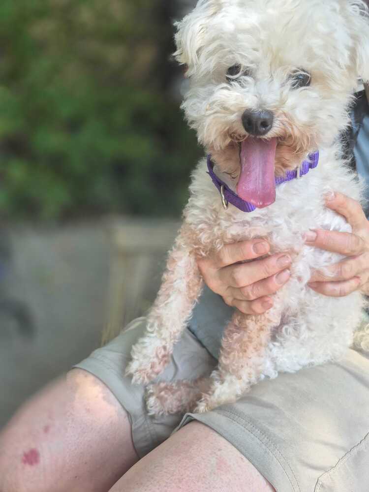 Spocky - Poodle (Miniature)