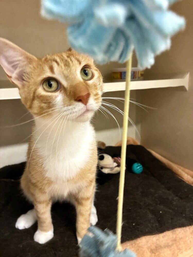 Sailor - Domestic Short Hair