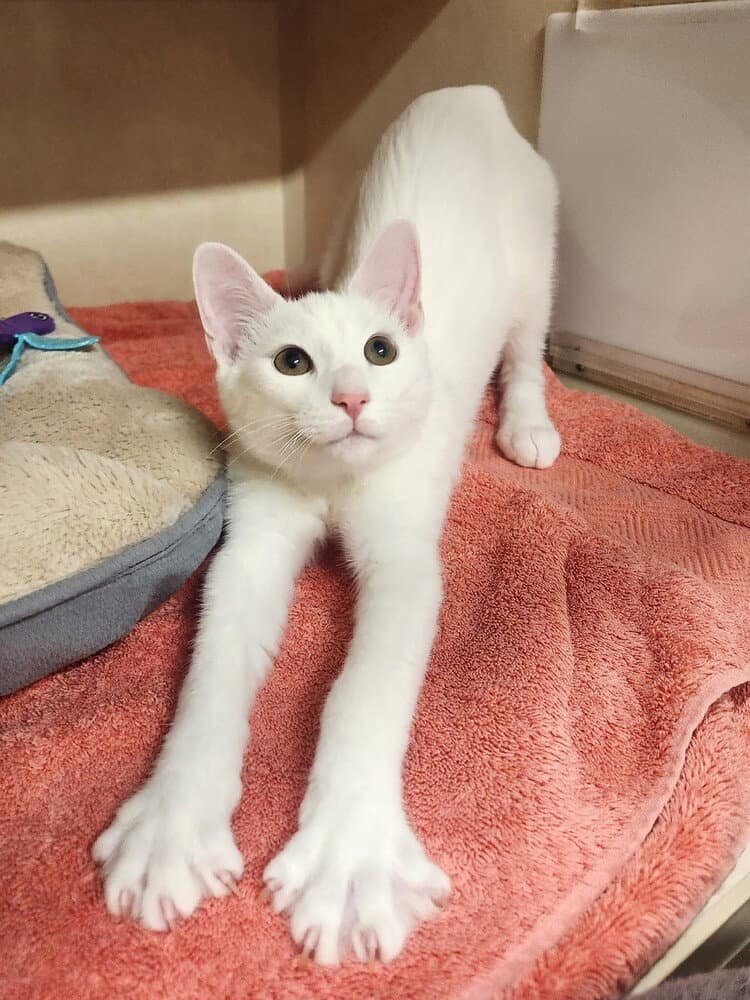 Punkie - Domestic Short Hair