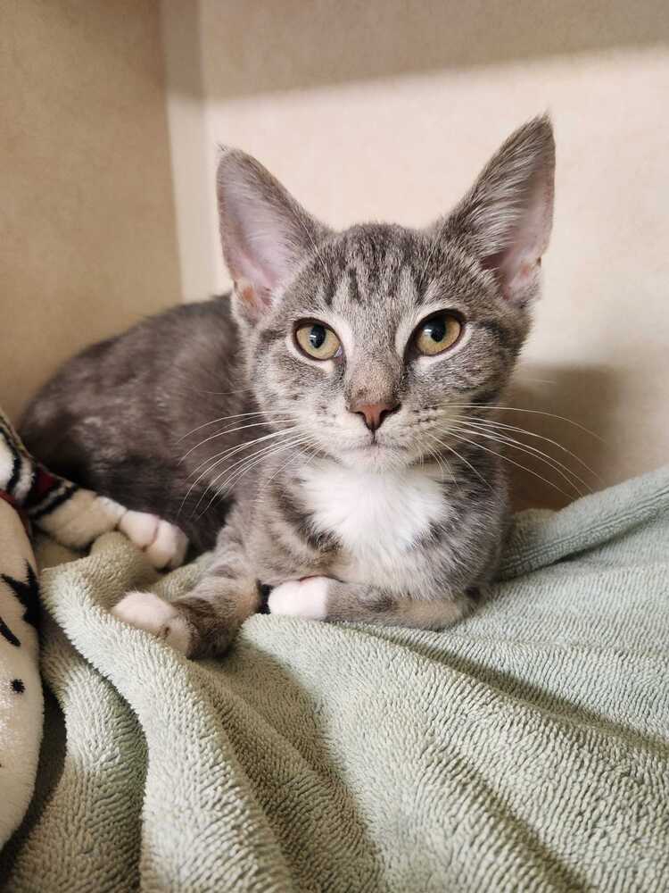 Stormsurge - Domestic Short Hair