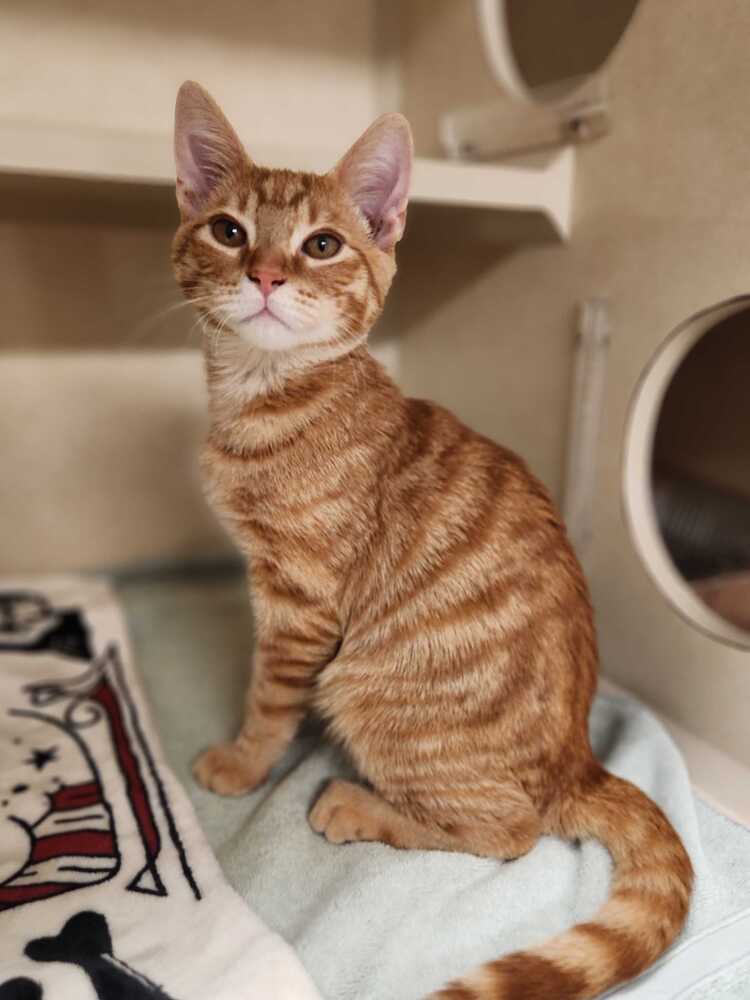 Wavebreak - Domestic Short Hair