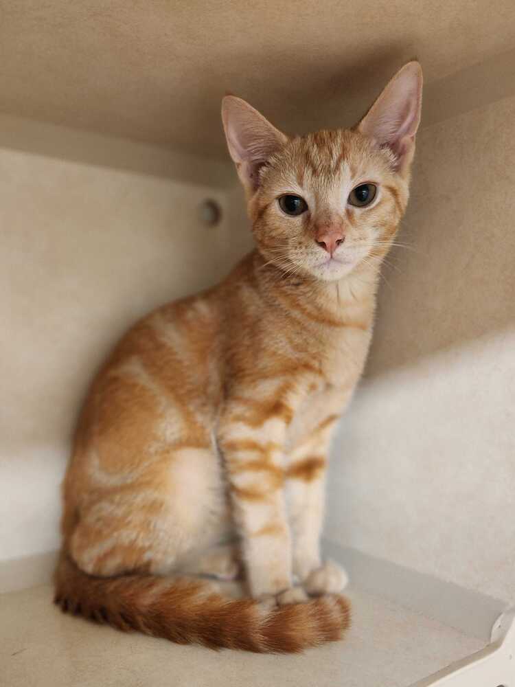 Riptide - Domestic Short Hair