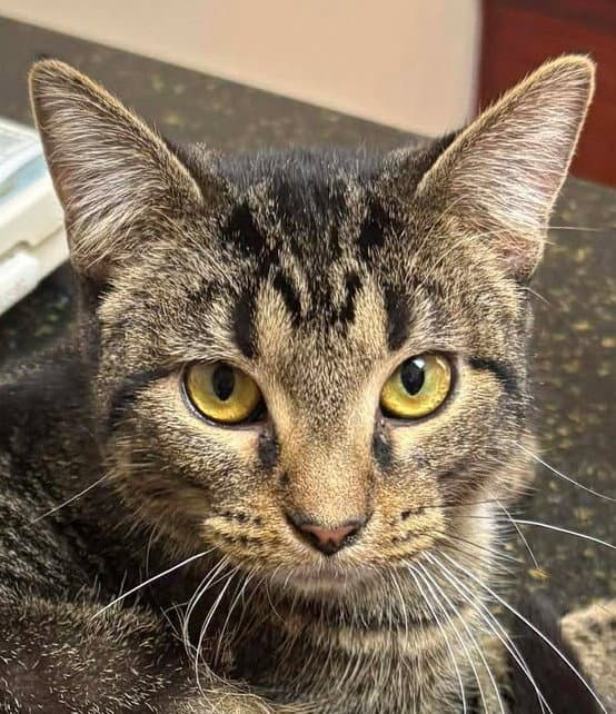 Pebbles - Domestic Short Hair