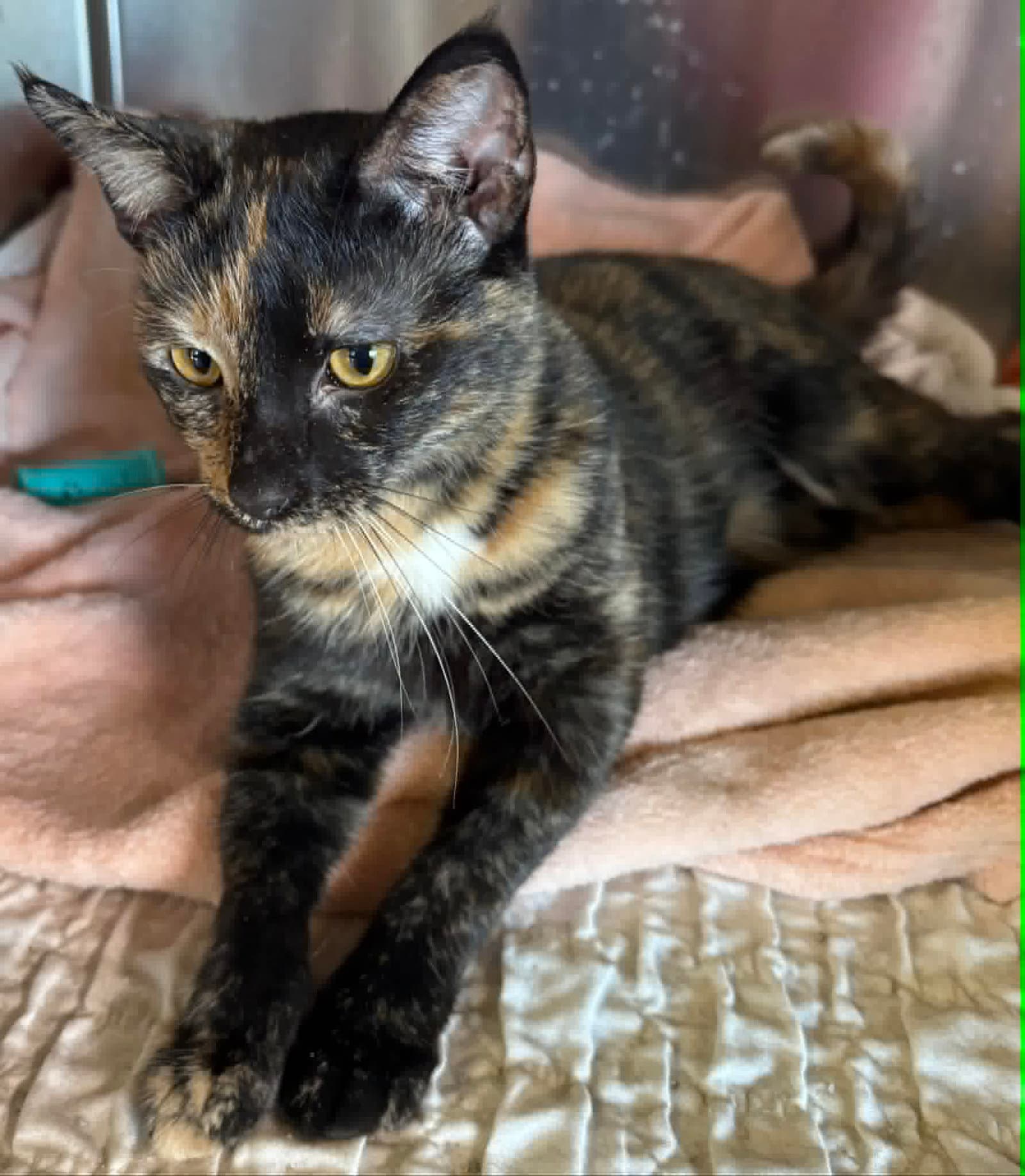 Sesame - Domestic Short Hair