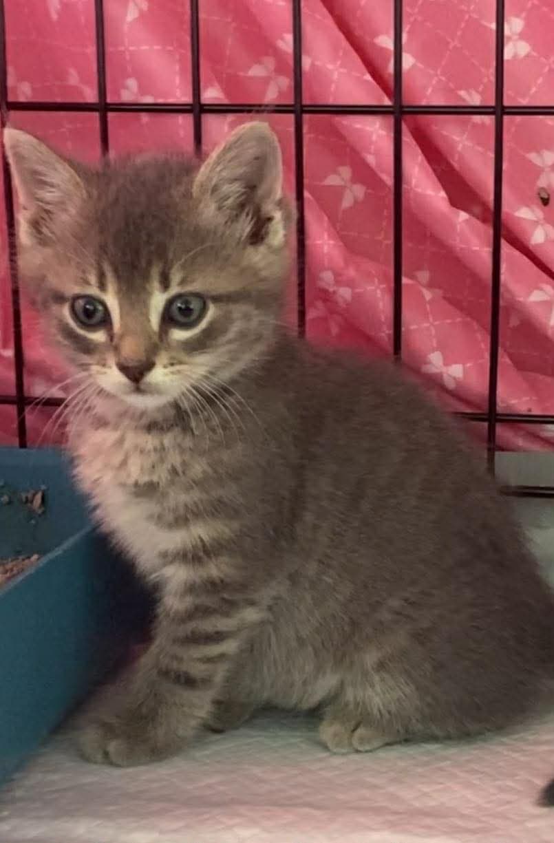 River - Domestic Short Hair