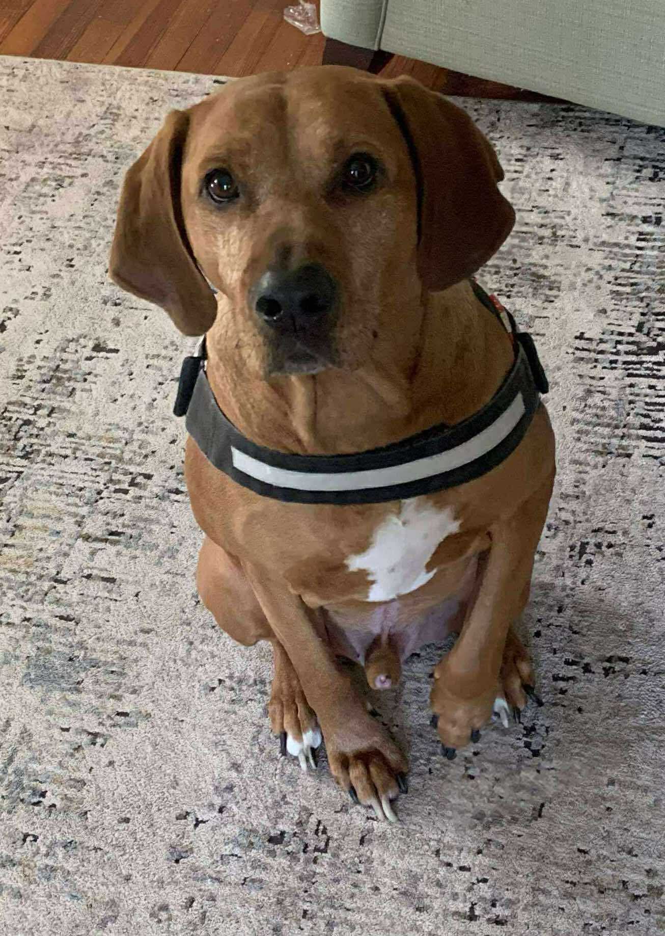 Red My Home To Yours - Labrador Retriever
