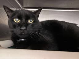Edwina Not At Shelter Debra image 2
