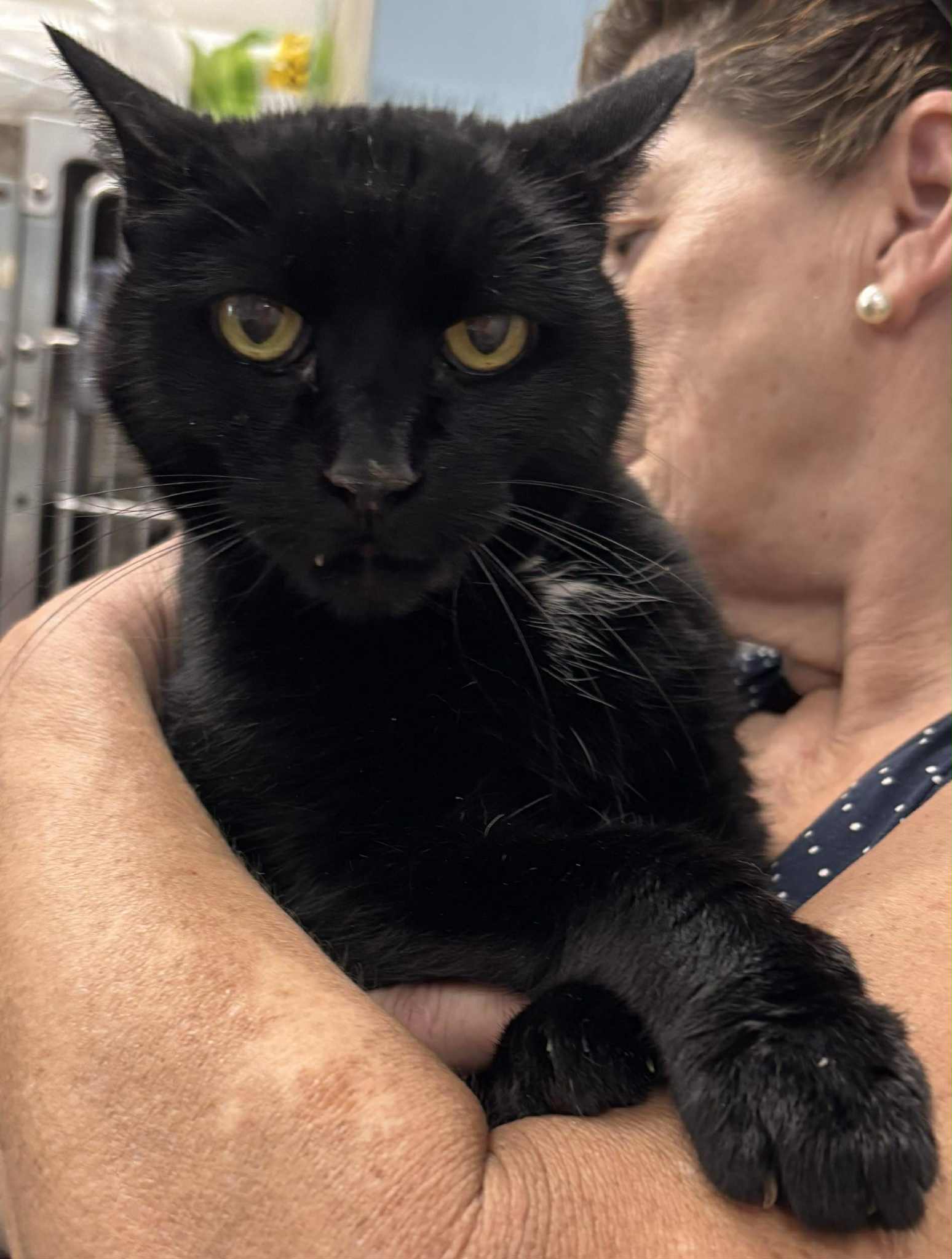 Edwina Not At Shelter Debra - Domestic Short Hair