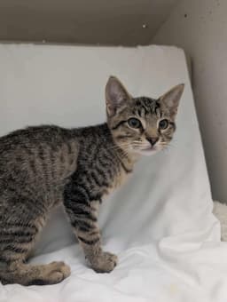 Linus Not At Shelter Debra image 2