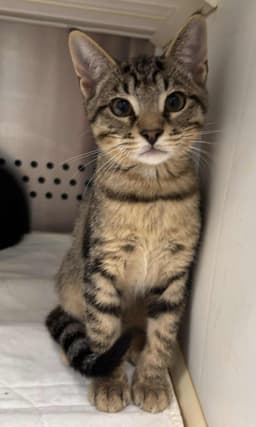 Linus Not At Shelter Debra image 1