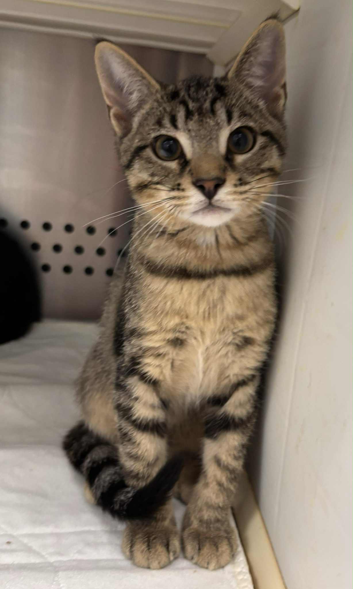 Linus Not At Shelter Debra - Domestic Short Hair