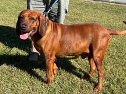 Bo My Home To Yours Not At The Shelter image 1