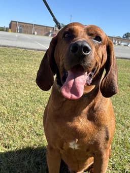 Bo My Home To Yours Not At The Shelter image 2