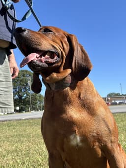 Bo My Home To Yours Not At The Shelter image 3