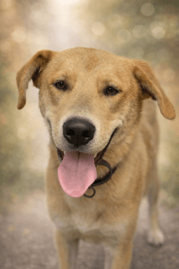 George Not At Shelter Ron image 3